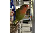 Skittles, Lovebird For Adoption In Lowell, Massachusetts