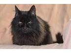 Antionette, Maine Coon For Adoption In Howell, Michigan