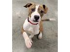 Tommy, American Pit Bull Terrier For Adoption In Sandusky, Ohio