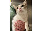 Mimsy, Domestic Shorthair For Adoption In Neosho, Missouri