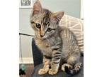 Birdie, Domestic Shorthair For Adoption In Seal Beach, California