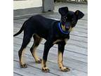 Puppy Jasper, Miniature Pinscher For Adoption In Salem, New Hampshire