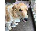 Maya Momma, Golden Retriever For Adoption In Louisville, Kentucky