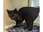 Rocco, Domestic Shorthair For Adoption In Monterey, California