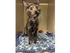 Opal, Domestic Shorthair For Adoption In Monterey, California