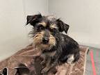 Roxy*, Terrier (unknown Type, Medium) For Adoption In Pomona, California