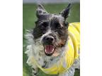 Joeun, Terrier (unknown Type, Small) For Adoption In Calgary, Alberta