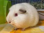 Pearl, Guinea Pig For Adoption In Escondido, California