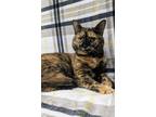 Hecate, Domestic Shorthair For Adoption In Payson, Arizona