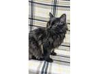 Rambo, Domestic Longhair For Adoption In Payson, Arizona