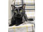 Silas, Domestic Shorthair For Adoption In Payson, Arizona