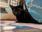 Baxter, Domestic Shorthair For Adoption In Palatine, Illinois