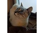 Me-mow, Domestic Shorthair For Adoption In Milpitas, California