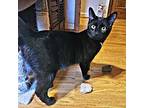Handsome, Domestic Shorthair For Adoption In Rutherfordton, North Carolina