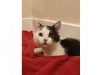 Piccadilly, Domestic Shorthair For Adoption In Palatine, Illinois