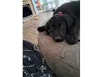 Loki, Labrador Retriever For Adoption In Winder, Georgia