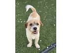 Bokgil, Jack Russell Terrier For Adoption In Mississauga, Ontario