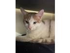 Jack, Domestic Shorthair For Adoption In Chicago, Illinois