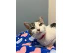 Nancy, Domestic Shorthair For Adoption In Chicago, Illinois