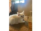 Kc, Siamese For Adoption In Napa, California