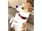 Ricky, Jack Russell Terrier For Adoption In Windsor, Colorado