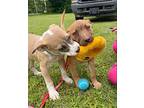 Slate Ka, Terrier (unknown Type, Medium) For Adoption In Warrior, Alabama