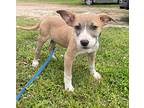 Cyan Ka, Terrier (unknown Type, Medium) For Adoption In Warrior, Alabama