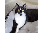 Scully (bonded W/mulder), Domestic Shorthair For Adoption In Marshfield