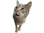 Chicken, Domestic Shorthair For Adoption In Chiefland, Florida
