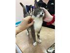 Mae, Domestic Shorthair For Adoption In Chiefland, Florida
