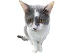 Wasabi, Domestic Shorthair For Adoption In Chiefland, Florida