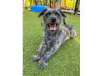 Whiskey Cake, Terrier (unknown Type, Small) For Adoption In Carrollton, Texas