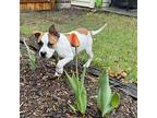 Tommy, American Staffordshire Terrier For Adoption In Evergreen, Colorado