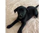 Neo, Labrador Retriever For Adoption In Glenwood, Georgia