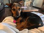 Marley Mc Scruff, Terrier (unknown Type, Medium) For Adoption In Provo, Utah