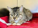 Beverly, Domestic Shorthair For Adoption In Jackson, New Jersey