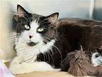 Abbey, Domestic Mediumhair For Adoption In Jackson, New Jersey