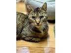 Pineapple 2, Domestic Shorthair For Adoption In Middle Village, New York