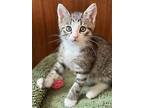 Olive 5, Domestic Shorthair For Adoption In Middle Village, New York