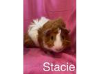 Skipper Doll Os Gp2024 In Ri, Guinea Pig For Adoption In Saunderstown