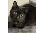 Sushi, Domestic Longhair For Adoption In Clearfield, Pennsylvania