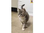 N.c., Domestic Shorthair For Adoption In Clearfield, Pennsylvania