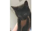 B.k., Domestic Shorthair For Adoption In Clearfield, Pennsylvania