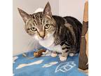 Grace, Domestic Shorthair For Adoption In Kamloops, British Columbia