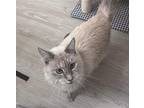 Snow Flake, Balinese For Adoption In Chandler, Arizona