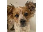 Tiana Spots Ss D2024 In Ky, Terrier (unknown Type, Medium) For Adoption In