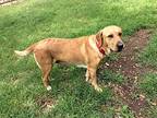 Keira, Labrador Retriever For Adoption In Lake Placid, New York