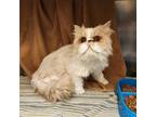 Scottage Cheese, Persian For Adoption In Northville, Michigan