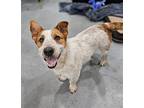 Rupert, Jack Russell Terrier For Adoption In League City, Texas