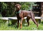 Carinal, Doberman Pinscher For Adoption In Greensboro, North Carolina